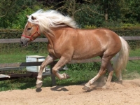 Photo de Haflinger