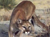 Photo de Puma
