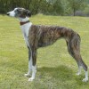 Photo de Galgo