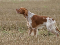 Photo de Epagneul