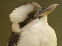 Photo de Kookaburra