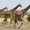 Photo de Girafe