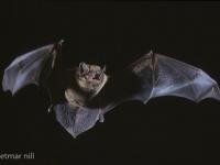 Photo de Noctule