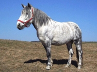 Photo de Altaï