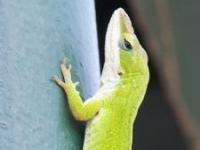 Photo de Anolis