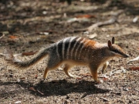 Photo de Numbat