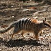 Photo de Numbat