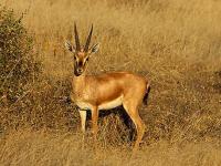 Photo de Chinkara