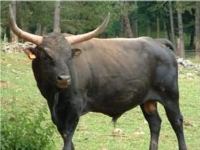 Photo de Aurochs