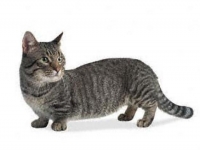 Photo de Munchkin