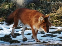 Photo de Dhole