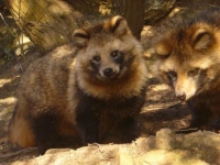 Photo de Tanuki