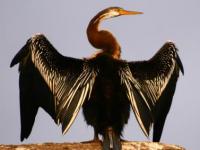 Photo de Anhinga