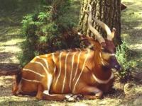 Photo de Bongo