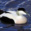 Photo de Eider