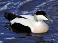 Photo de Eider