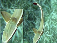 Photo de Remora