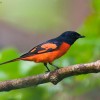 Photo de Minivet