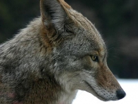 Photo de Coyote