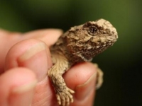 Photo de Tuatara