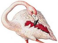 Photo de Flamant Rose