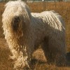 Photo de Komondor