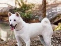 Photo de Kishu