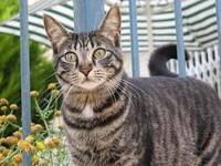 Photo de Tabby