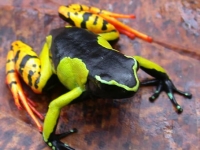 Photo de Mantella