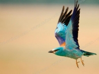 Photo de Rollier