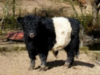 Photo de Galloway