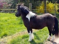 Photo de Poney