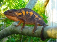 Photo de Caméléon