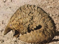 Photo de Pangolin