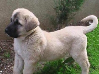 Photo de Kangal