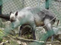 Photo de Serow