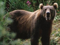 Photo de Kodiak