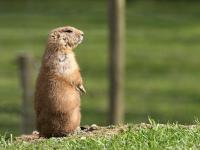 Photo de Cynomys