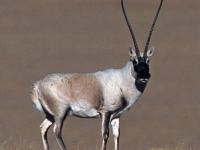 Photo de Orongo