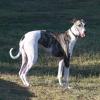 Photo de Greyhound