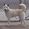 Photo de Jindo