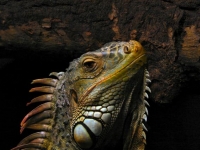 Photo de Iguane