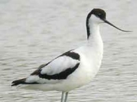 Photo de Avocette