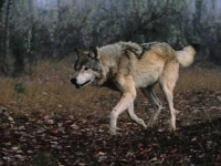 Photo de Wontolla
