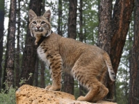 Photo de Bobcat
