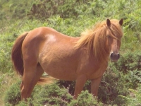 Photo de Pottok