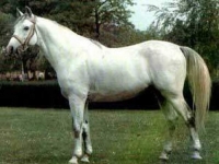 Photo de Shagya