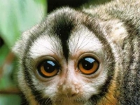 Photo de Aotus