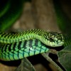 Photo de Boomslang