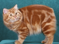 Photo de Cymric